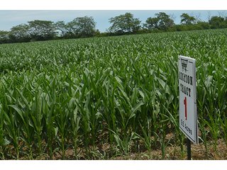 Property photo 134 - LAND AUCTION - 215+/- ACRES OFFERED IN 6 TRACTS IN VAN WERT COUNTY, OHIO